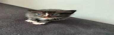 Ragdoll Kitten 2