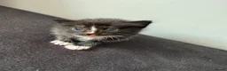Ragdoll cats for sale: Mix kittens (ragdoll mom) - Advert 1