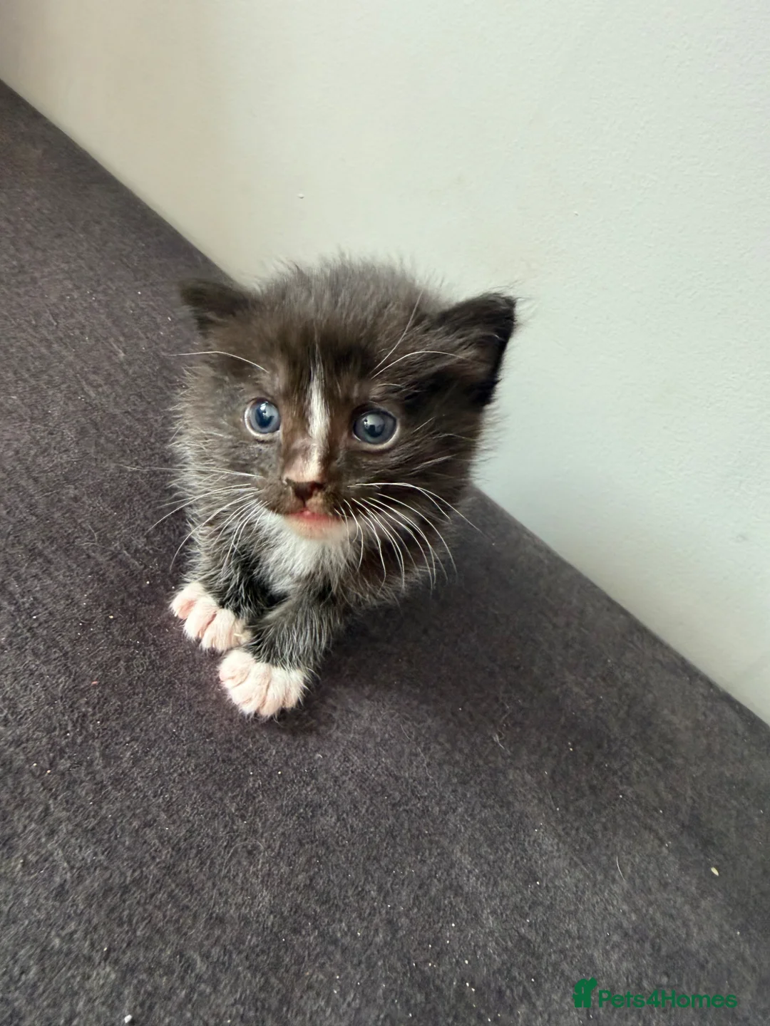 Ragdoll cats for sale: Mix kittens (ragdoll mom) - Advert 1