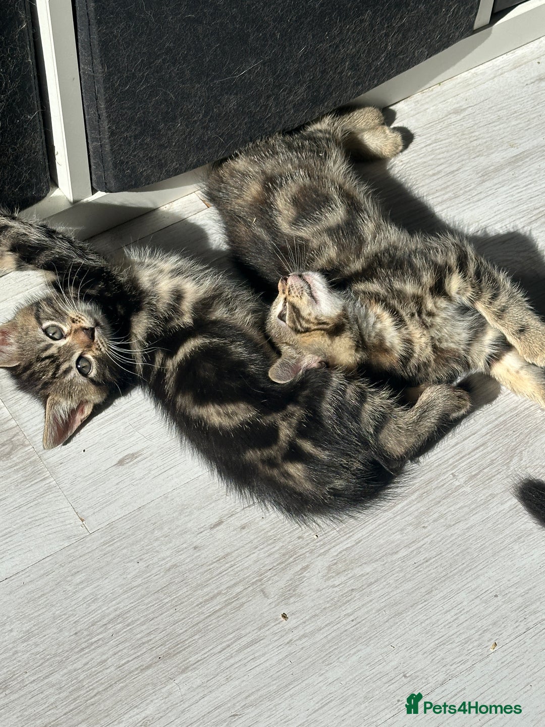 Mixed Breed cats for sale: Beautiful Kittens  - Image 6