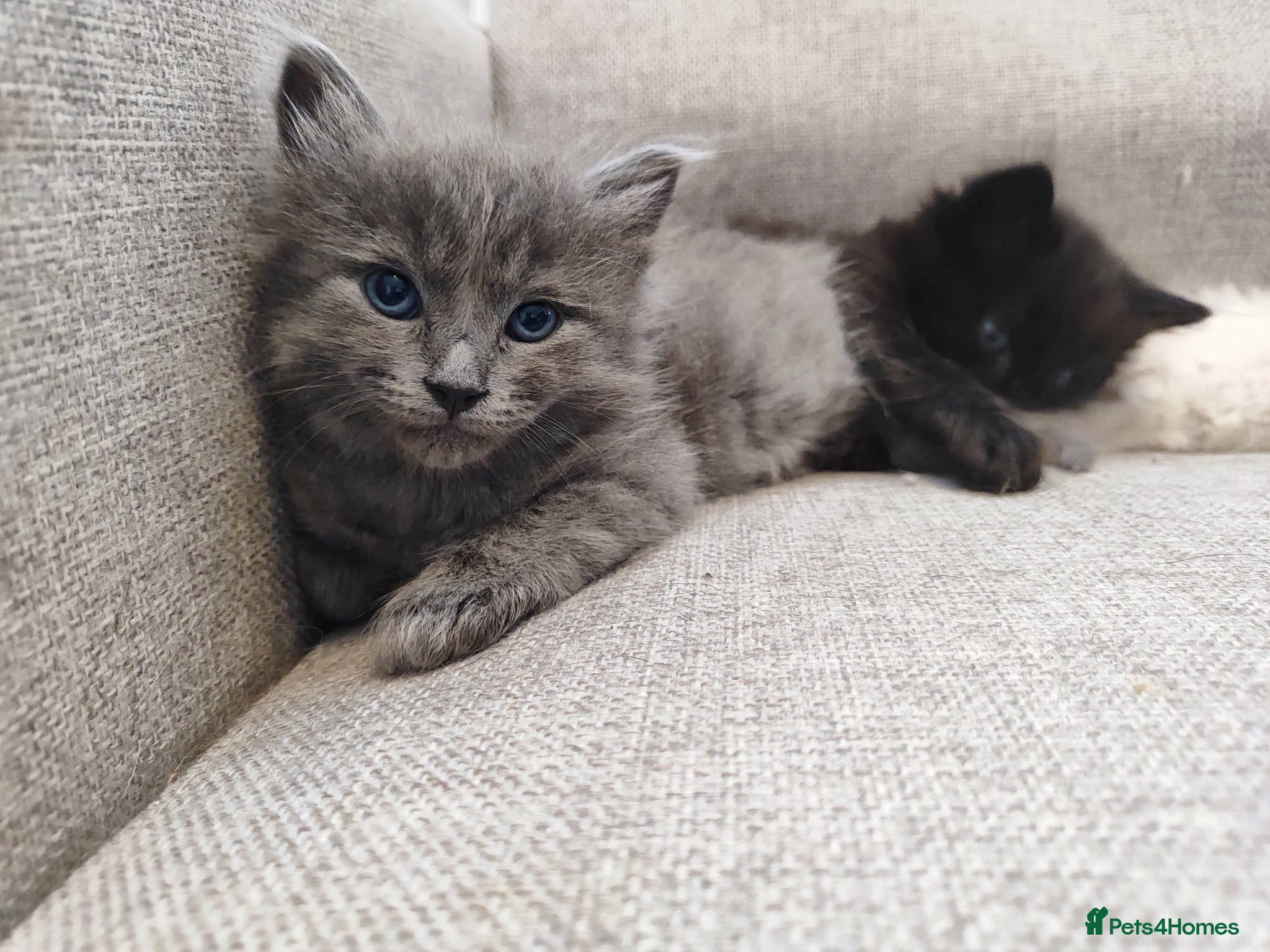 Mixed Breed cats ✨ Stunning Ragdoll x British Shorthair Kittens ✨ - Advert 2