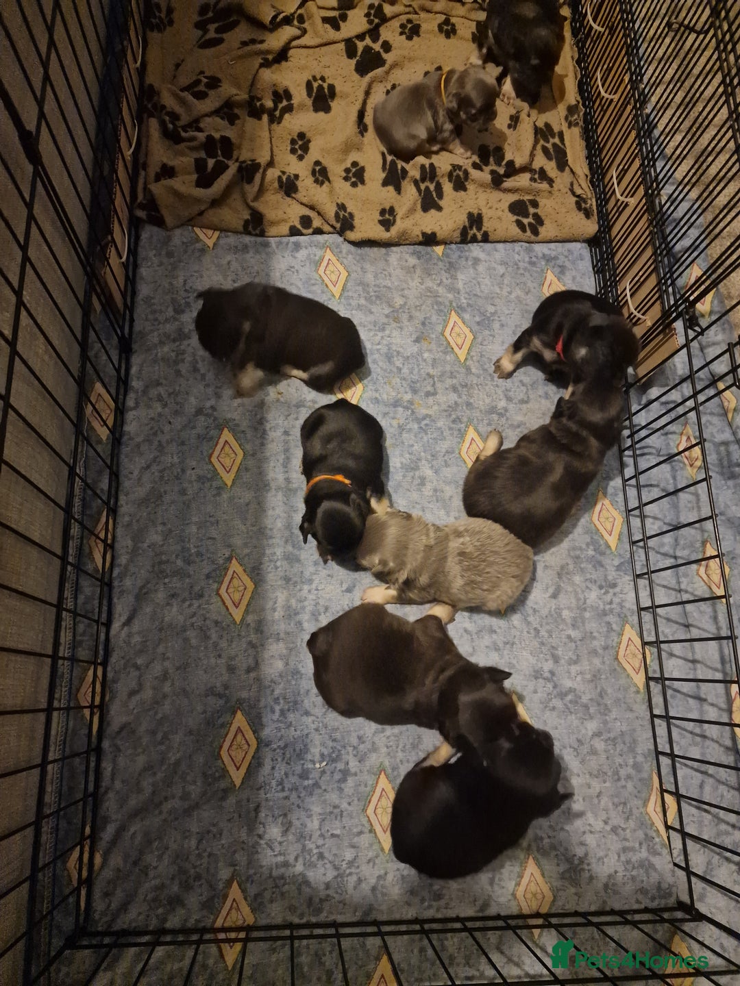 French Bulldog dogs for sale: *LAST2* Fluffy french bulldog puppies - Image 24