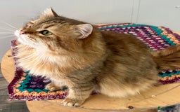 Siberian cats for sale: TICA registered Traditional  Siberians - Image 3