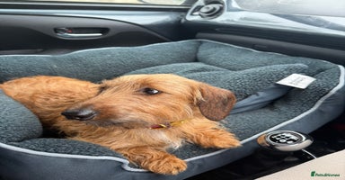 Miniature Dachshund dogs - Advert 3