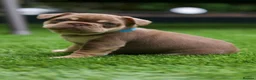 French Bulldog dogs for sale: French bull dog puppies  in Glasgow - Advert 3