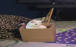 Domestic Shorthair cats for sale: Heartbreaking Rehome-18 month old Pure White Cat x - Image 5