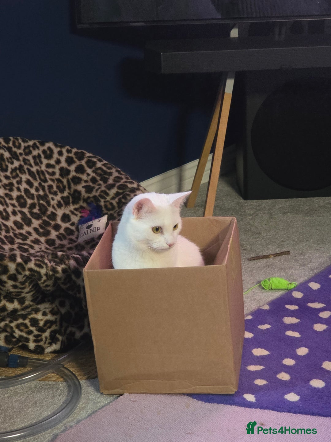 Domestic Shorthair cats for sale: Heartbreaking Rehome-18 month old Pure White Cat x - Image 5