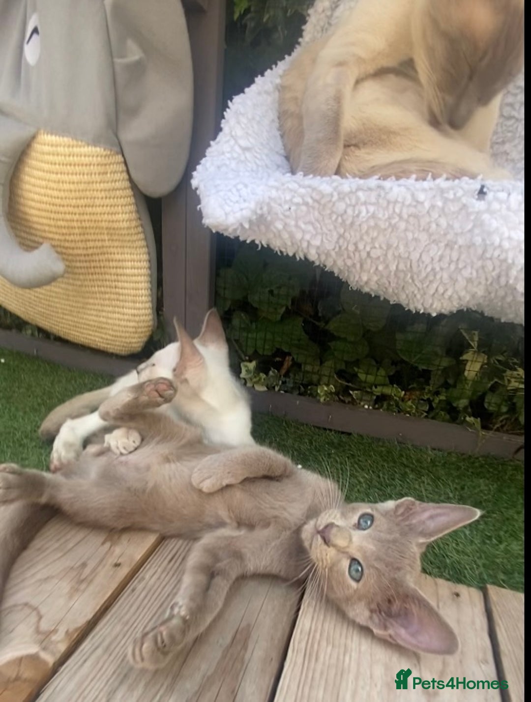 Siamese cats for sale: Siamese/oriental  - Image 11