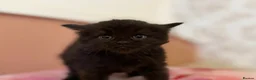 British Longhair cats for sale: Beautiful British long-haired kittens - Advert 9