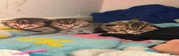 Mixed Breed cats for sale: 3 Absolute Stunning Patterned Kittens - Advert 1