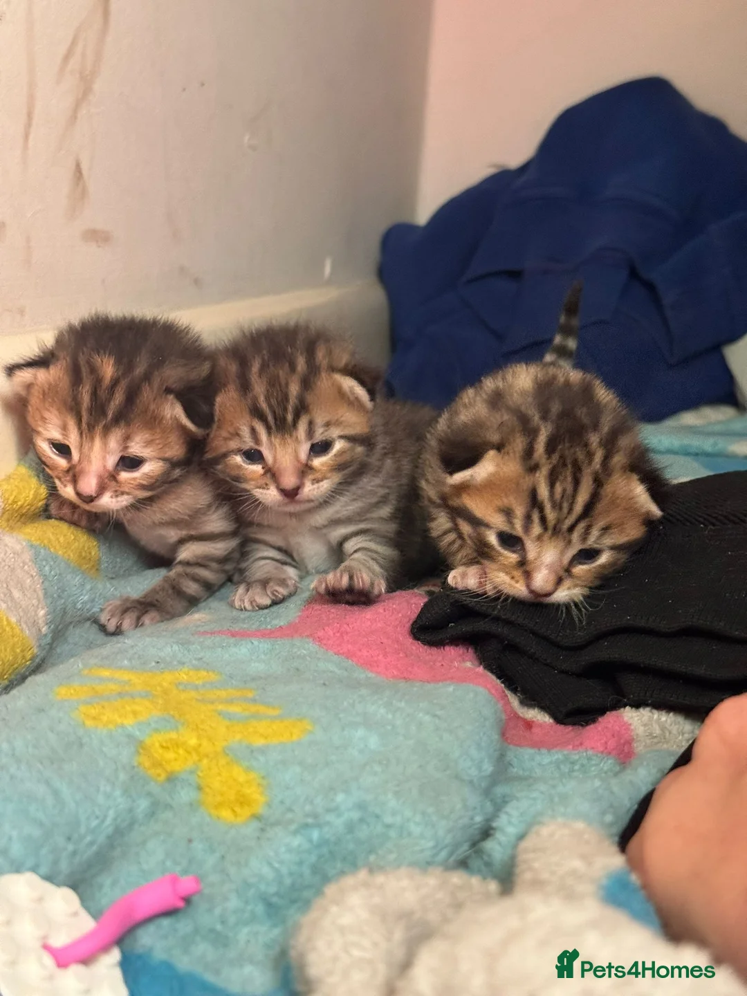 Mixed Breed cats for sale: 3 Absolute Stunning Patterned Kittens - Advert 1