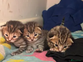 Mixed Breed cats 3 Absolute Stunning Patterned Kittens - Advert 2