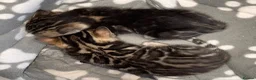 Bengal cats for sale: Unique Bloodline Bengals Tica Reg - Advert 23