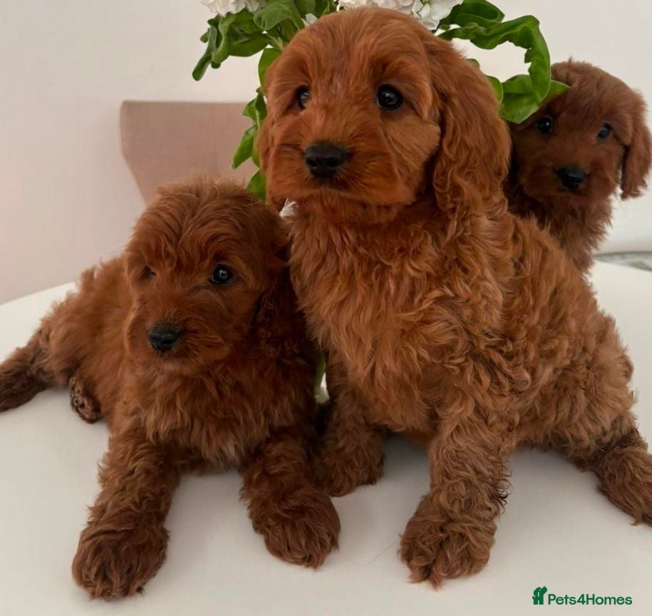 Cavapoo dogs F1 fox red cavapoo puppys  - Advert 2