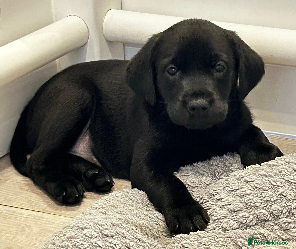 Labrador Retriever dogs Ready now lovely litter of KC reg Labrador puppies - Advert 5