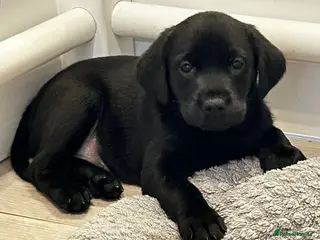 Labrador Retriever dogs Ready now lovely litter of KC reg Labrador puppies - Advert 5