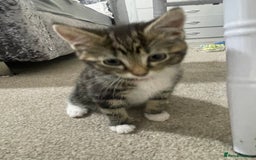 Domestic Shorthair cats for sale: Kitten for sale  - Image 4