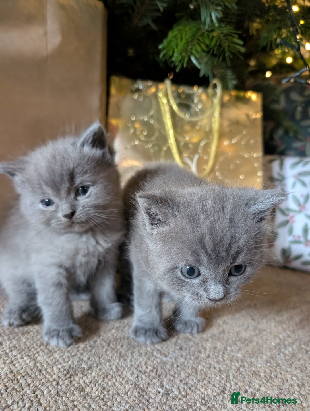 Mixed Breed cats for sale: Ragdoll X British short hair kittens  - Advert 1