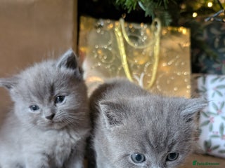 Mixed Breed cats Ragdoll X British short hair kittens - Advert 4