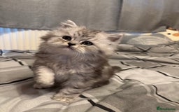 Persian cats for sale: Persian kittens for sale - Image 20