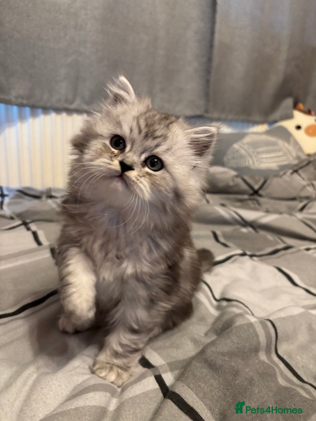 Persian cats for sale: Persian kittens for sale - Image 20