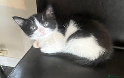 Mixed Breed cats for sale: Beautiful female kitten  - Image 3