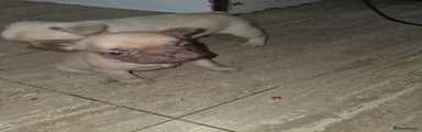 French Bulldog 4