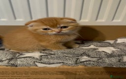 Scottish Fold cats for sale: Golden Scottish fold kittens - Image 7