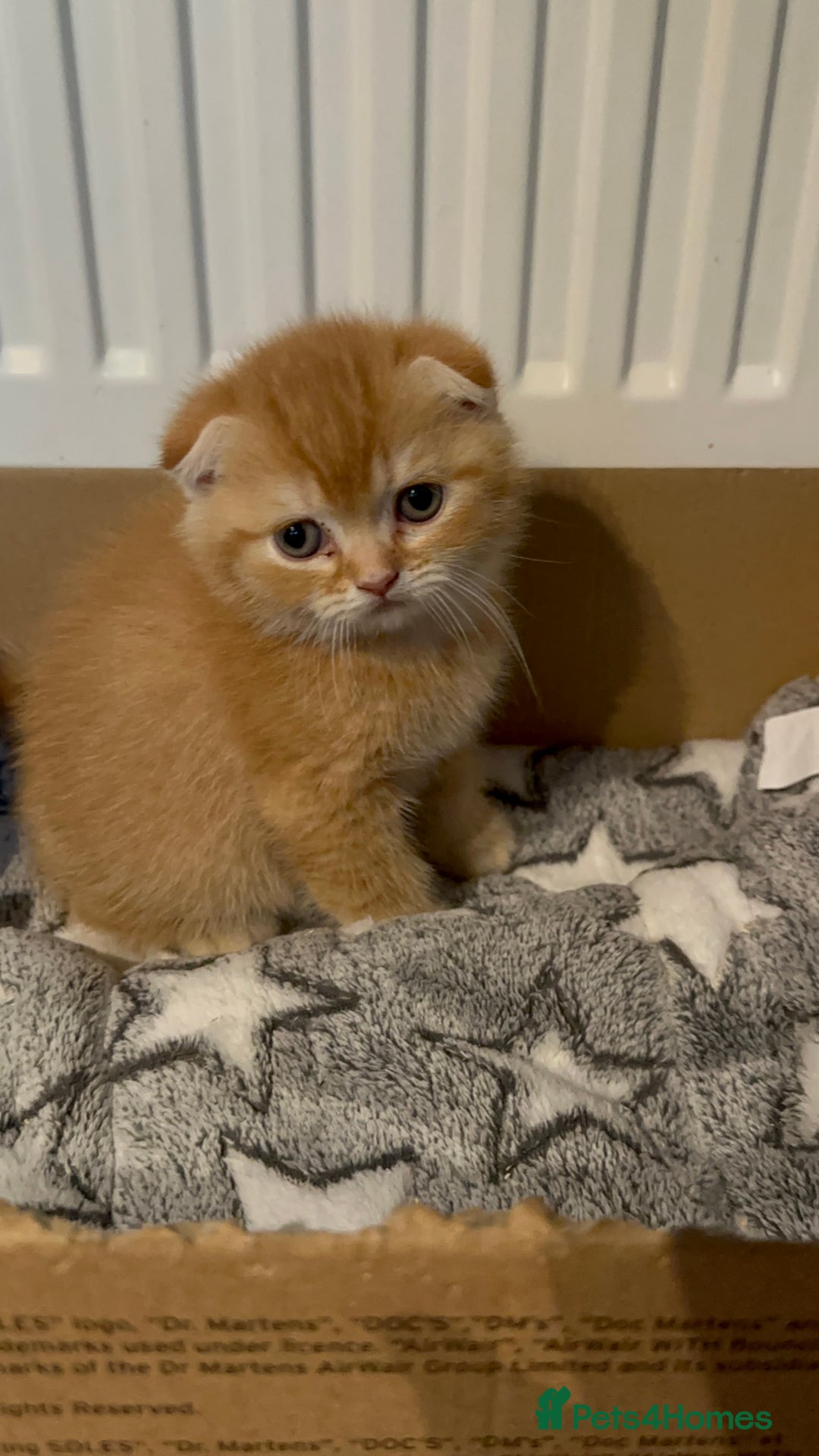 Scottish Fold cats for sale: Golden Scottish fold kittens - Image 7