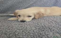 Golden Retriever dogs for sale: Beautiful golden retriever puppies for sale.  - Image 7