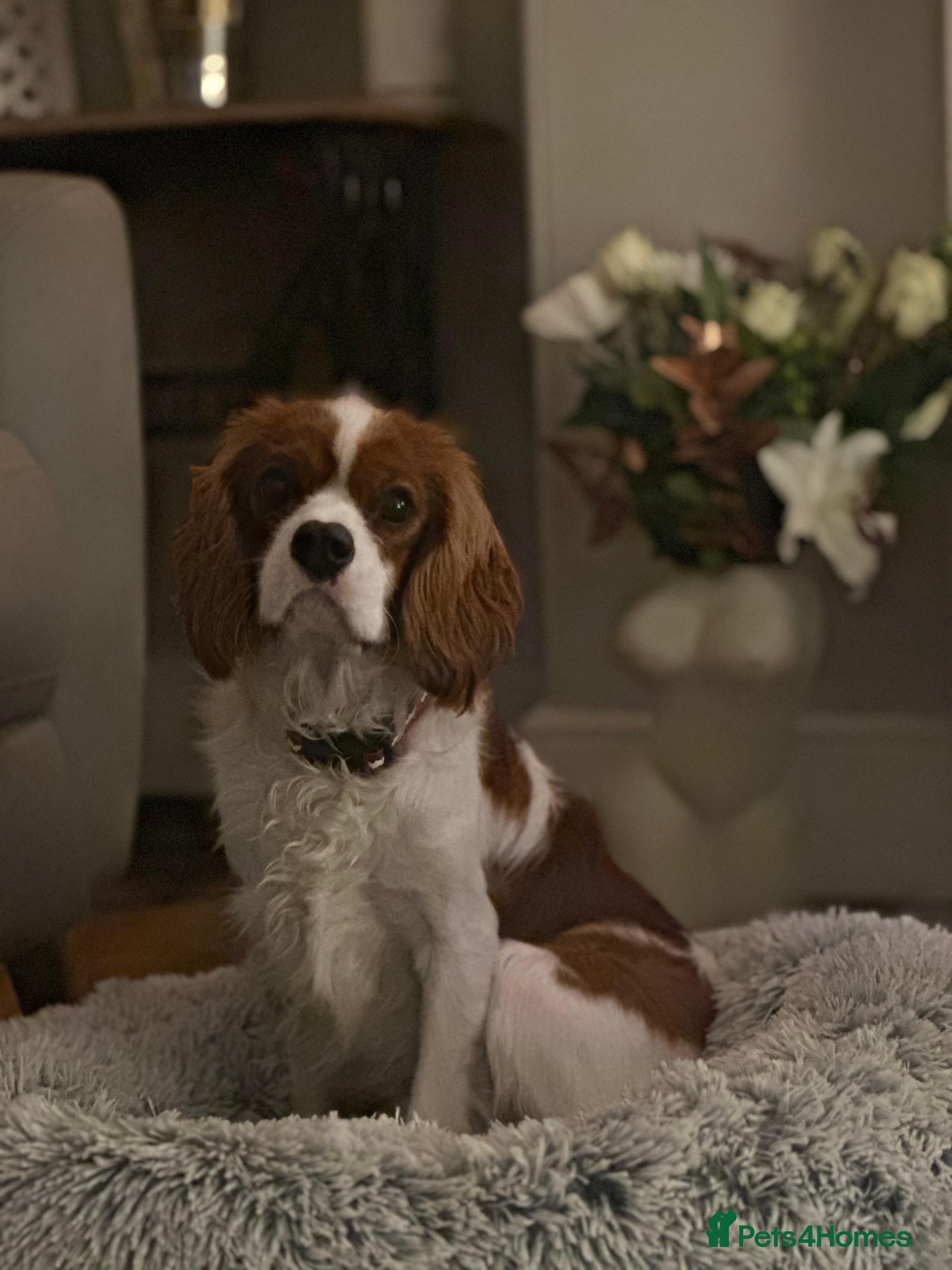 Cavalier King Charles Spaniel dogs Handsome male 8 months - Advert 4