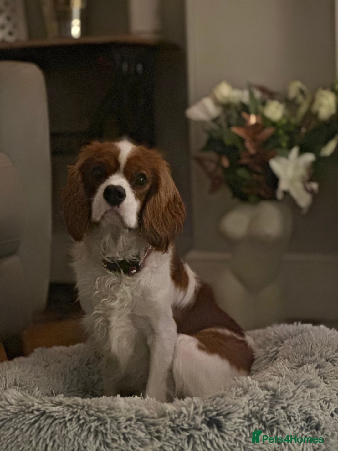 Cavalier King Charles Spaniel dogs for sale: Handsome male 8 months - Advert 5