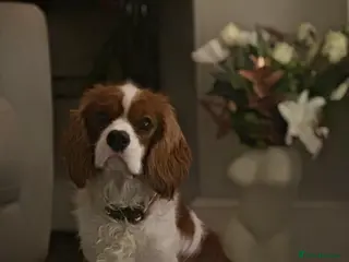 Cavalier King Charles Spaniel dogs Handsome male 8 months - Advert 13