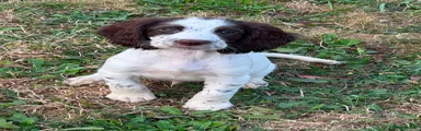 Sprocker 1