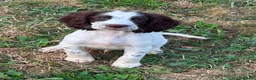 Sprocker dogs for sale: Beautiful boy available  - Advert 3