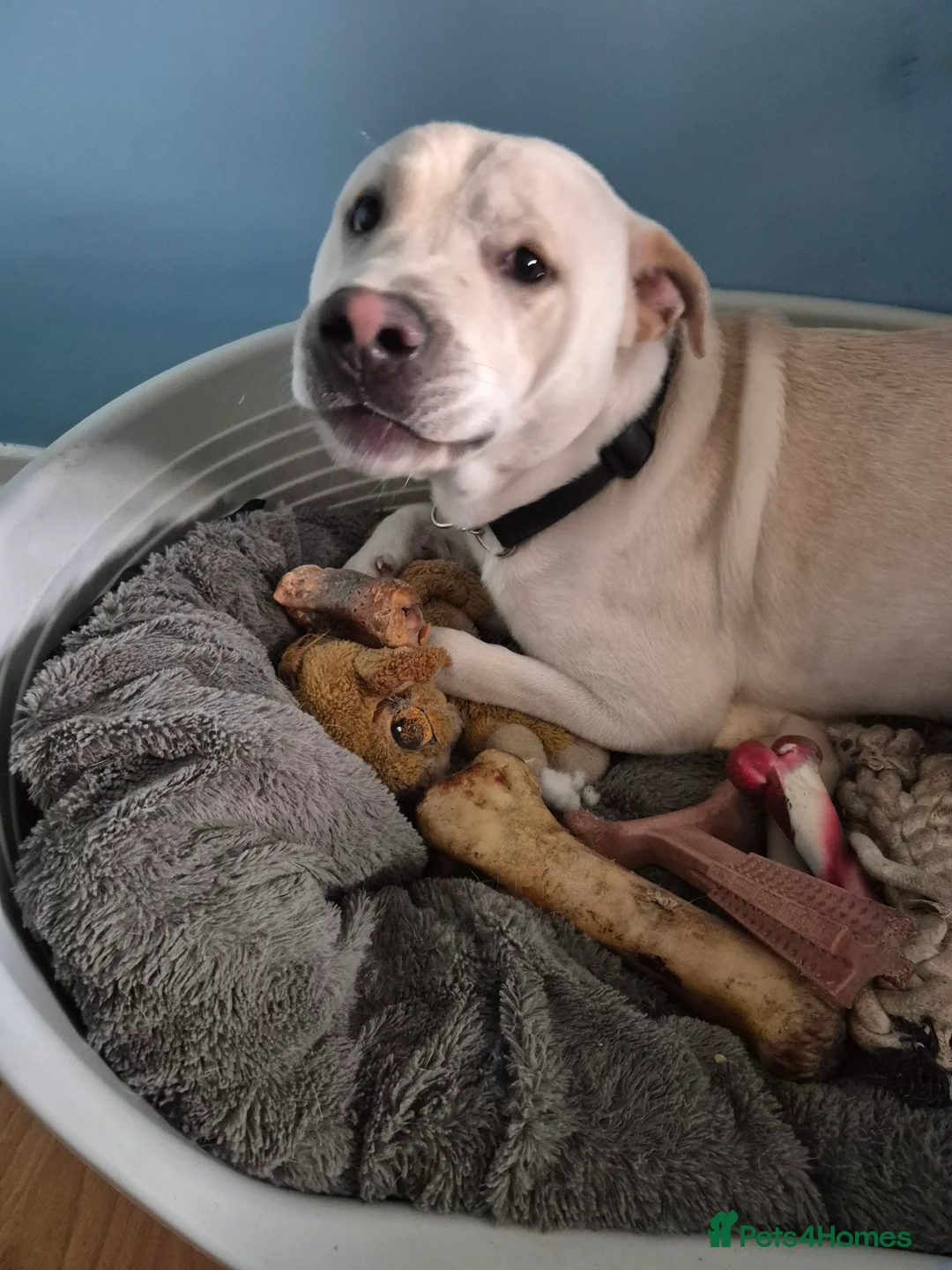 Mixed Breed dogs for sale: Duke Urgently needs a new home - Advert 1