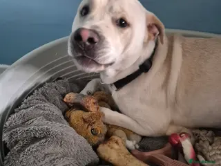 Mixed Breed dogs Duke Urgently needs a new home - Advert 1