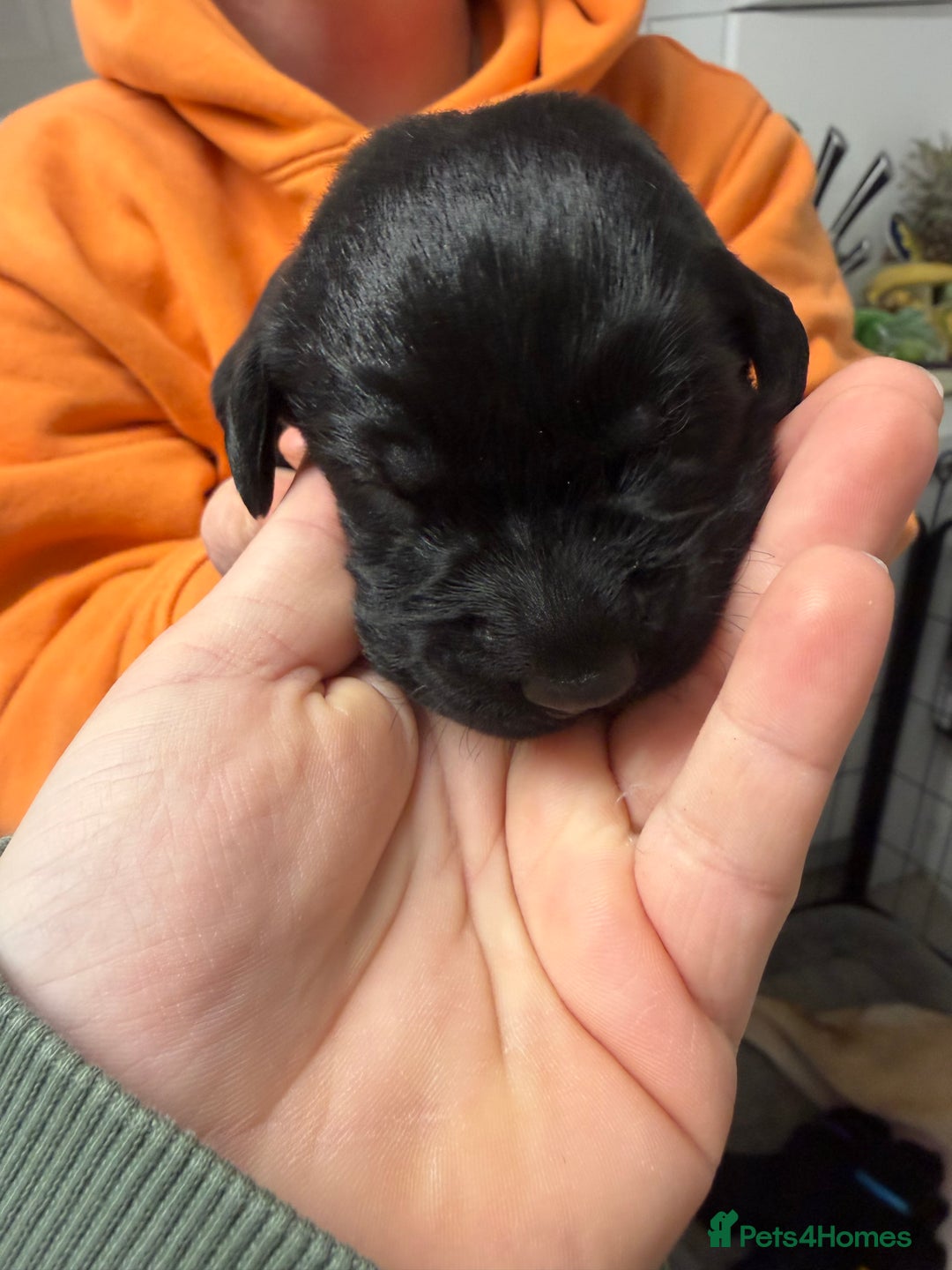 Labrador Retriever dogs for sale: Chunky Black Labrador Puppies! - Advert 11