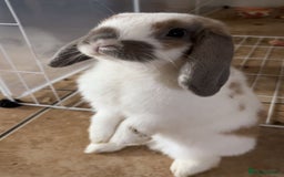Mini Lop rabbits for sale: Two mini lops rabbits 4 sale  - Image 3
