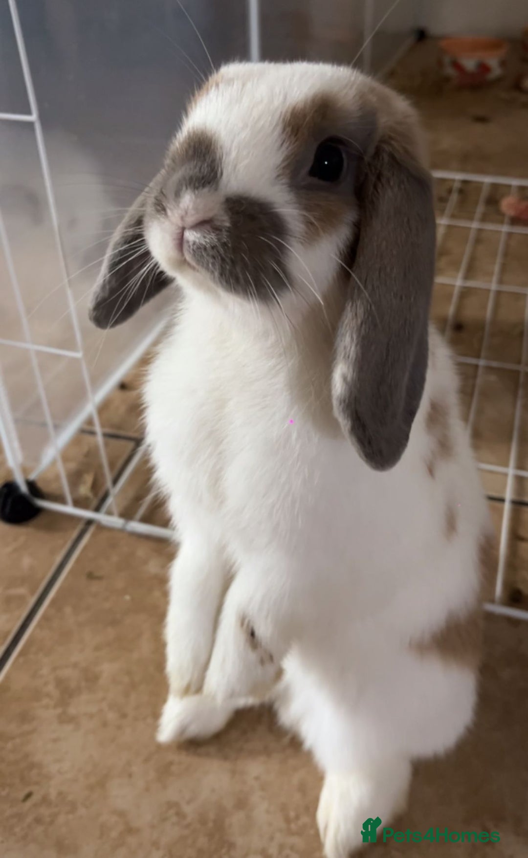 Mini Lop rabbits for sale: Two mini lops rabbits 4 sale  - Image 3