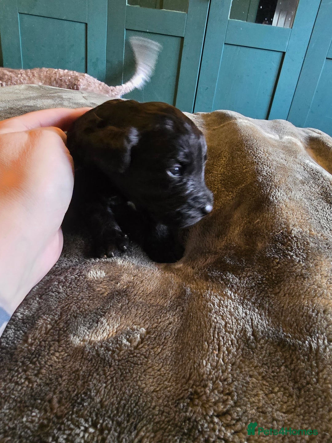 Labradoodle dogs for sale: Ready to go! gorgeous Teddy-Labradoodles - Advert 24