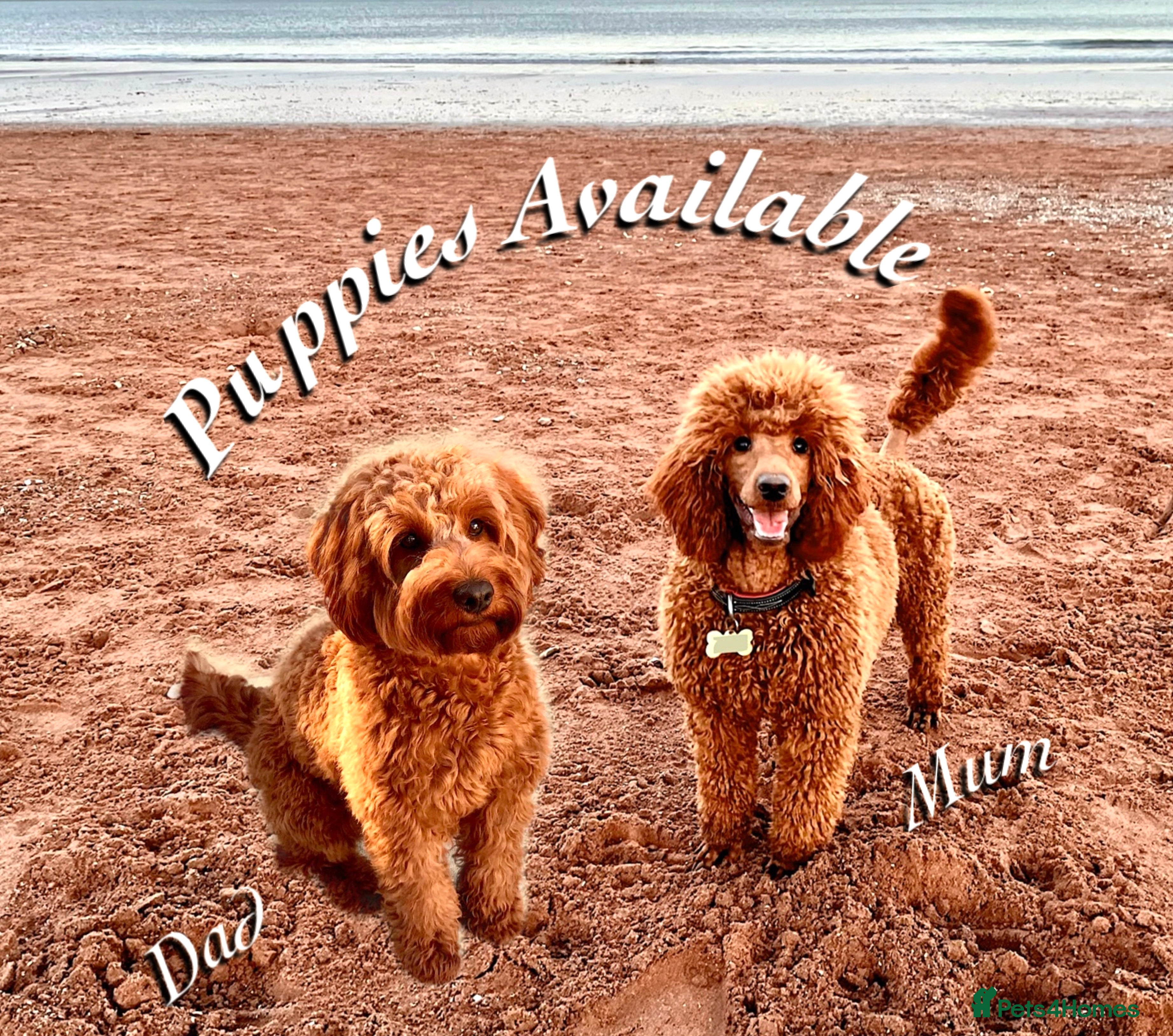 Cockapoo dogs 🌟Red F1BB Hypoallergenic DNA CLEAR Mini Cockapoos - Advert 18