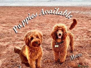 Cockapoo dogs 🌟Red F1BB Hypoallergenic DNA CLEAR Mini Cockapoos - Advert 5
