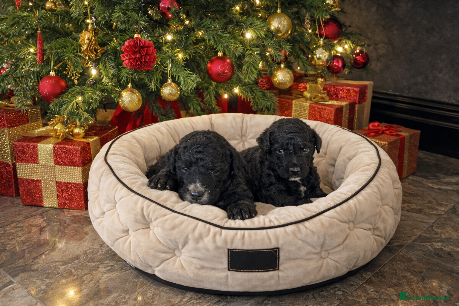 Aussiedoodle dogs Miniature Aussie Doodle Pups 🐾 ❤️ - Advert 10