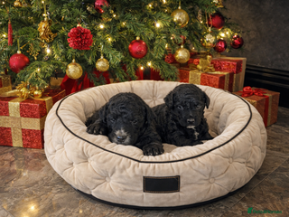 Aussiedoodle dogs Miniature Aussie Doodle Pups 🐾 ❤️ - Advert 5