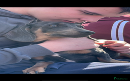 Miniature Dachshund dogs for sale: Entire Male miniature dachshund  - Image 2
