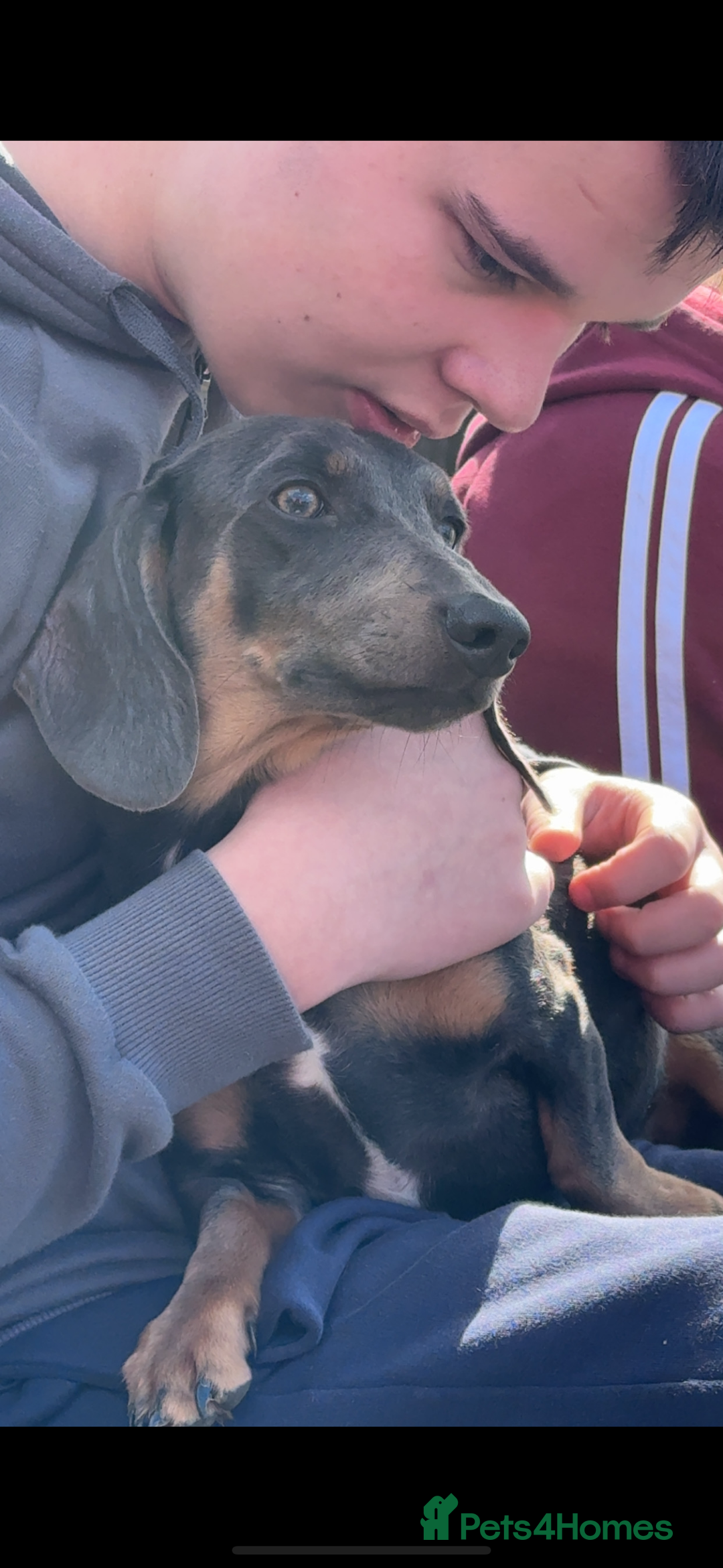 Miniature Dachshund dogs for sale: Entire Male miniature dachshund  - Image 2