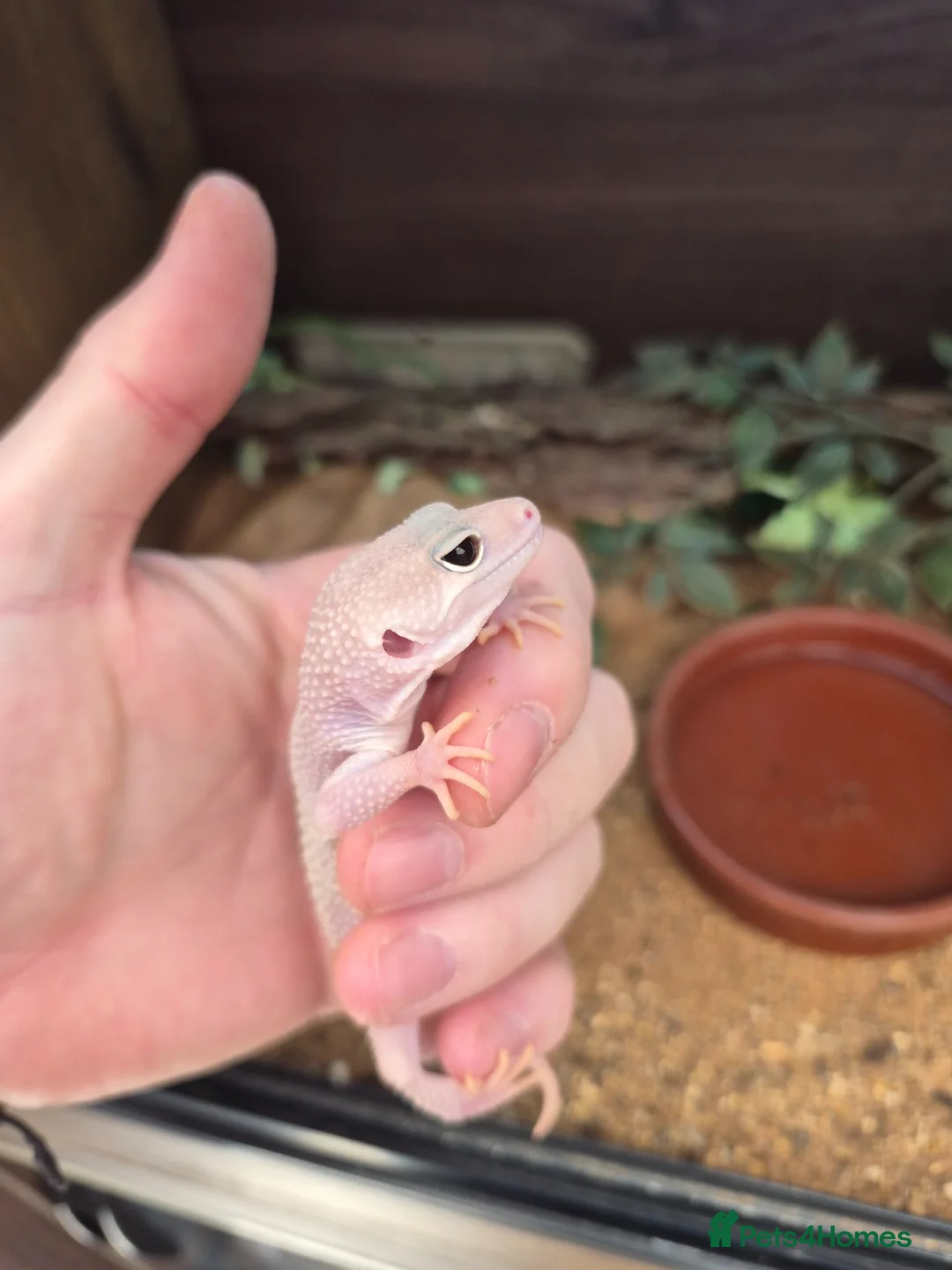 Leopard Gecko reptiles for sale: Various leopard geckos - Advert 5