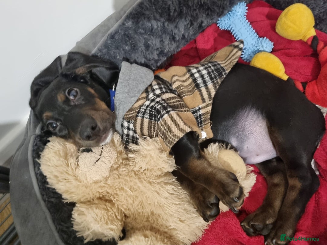 Mixed Breed dogs for sale: Mini dachshund X cocker spaniel male  - Advert 2