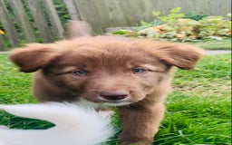 Border Collie dogs for sale: *7 Adorable Border collie pups* - Image 11